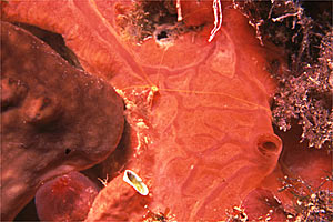 Spugna rossa (Spirastrella cunctatrix)