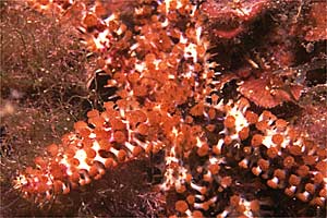 Stella marina spinosa minore (Coscinasterias tenuispina)