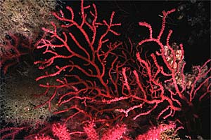 Gorgonia rossa (Paramuricea clavata)