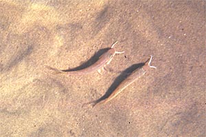 Triglia di fango (Mullus barbatus)