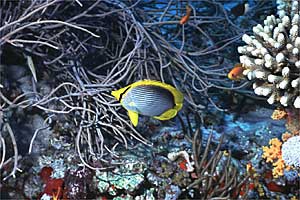 Pesce farfalla (Chaetodon melannotus)