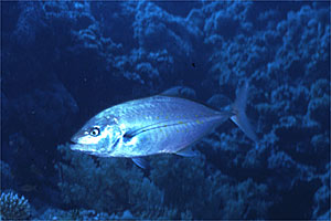 Carangide giallo (Carangoides fulvoguttatus)