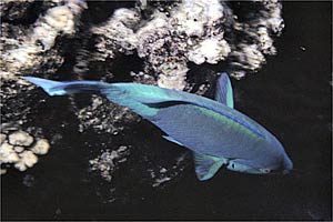 Pesce pappagallo rugginoso (Scarus ferrugineus)