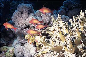 Castagnola  tropicale (Pseudanthias squamipinnis)