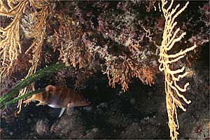 Sciarrano (Serranus scriba)