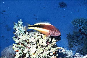 Pesce falco (Paracirrhites forsteri)