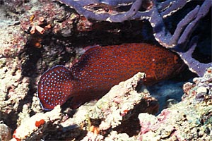 Cernia miniata (Cephalopholis miniata)