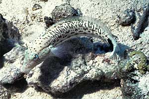 Parapercide ocellato (Parapercis hexophtalma)