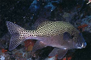 Gaterino arlecchino (Plectorhinchus chaetodonoides)