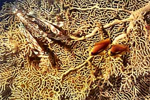 Pesce cobra (Pterois miles)