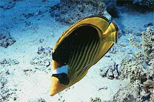 Pesce farfalla fasciato (Chaetodon fasciatus)