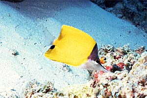 Pesce farfalla (Forcipiger longirostris)