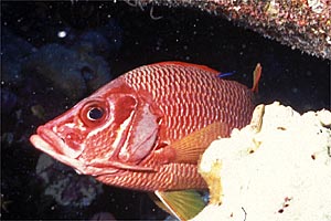 Pesce scoiattolo spinoso (Sargocentron spiniferum)