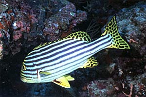 Gaterino orientale (Plectorhinchus orientalis)