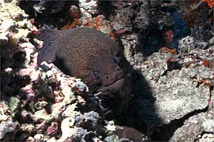 Murena gigante (Gymnothorax javanicus)