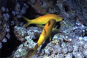 Triglia tropicale (Parupeneus cyclostomus)