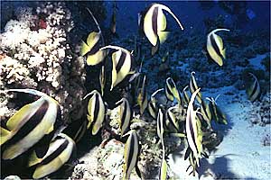 Pesce farfalla virgola (Heniochus intermedius)