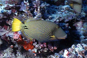Pesce balestra striato (Balistapus undulatus)