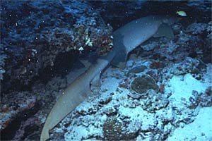 Squalo nutrice fulvo (Nebrius ferrugineus)