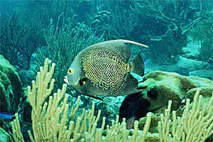 Pesce angelo francese (Pomacanthus paru)