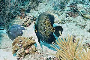 Pesce angelo francese (Pomacanthus paru)