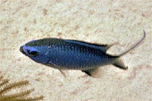 Castagnola azzurra (Chromis cyanea)