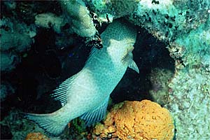 Cernia tigre (Mycteroperca tigris)