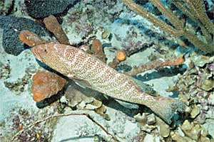 Cernia tigre (Mycteroperca tigris)