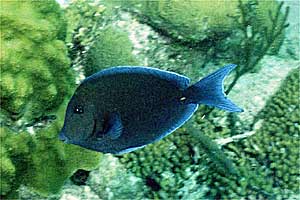 Pesce chirurgo blu (Acanthurus coeruleus)