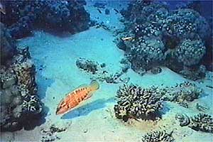 Cernia dal berretto basco (Epinephelus fasciatus)