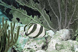 Pesce farfalla a bande (Chaetodon striatus)