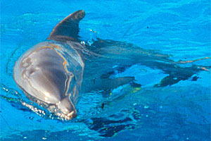 Tursiope (Tursiops truncatus)