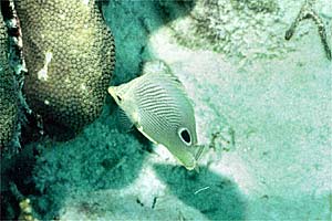 Pesce farfalla quattr'occhi (Chaetodon capistratus)