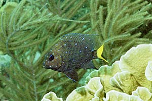 Castagnola dalla coda gialla (Microspathodon chrisurus)