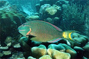Pesce pappagallo di fuoco (Sparisoma viride)