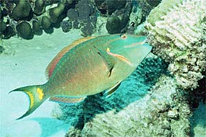 Pesce pappagallo di fuoco (Sparisoma viride)