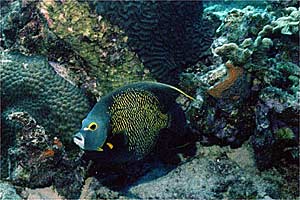 Pesce angelo francese (Pomacanthus paru)