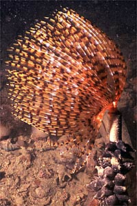 Spirografo (Sabella spallanzanii)