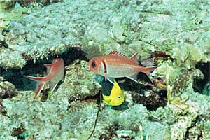 Pesce angelo tricolore (Holacanthus tricolor)
