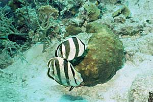 Pesce farfalla a bande (Chaetodon striatus)