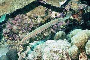 Pesce trombetta (Aulostomus maculatus)