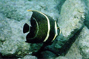 Pesce angelo francese (Pomacanthus paru)