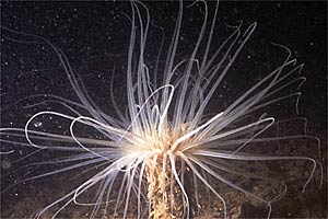 Cerianto (Cerianthus membranaceus)