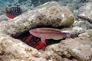 Pesce pappagallo principessa (Scarus taeniopterus)