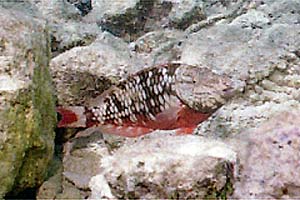Pesce pappagallo di fuoco (Sparisoma viride)