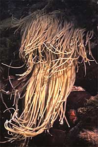 Attinia (Anemonia viridis)