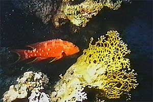 Cernia coda mezzaluna (Variola louti)