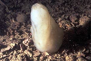 Pigna di mare (Phallusia mammillata)