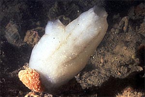 Pigna di mare (Phallusia mammillata)