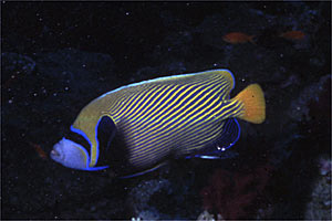 Pesce angelo imperatore (Pomacanthus imperator)